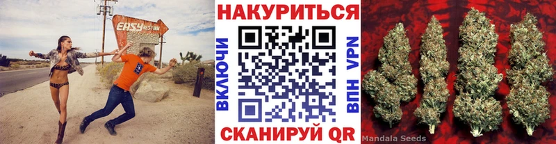 Каннабис индика  Курчалой 